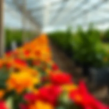 Magnificent Exploring British Orchard Nursery Dip: A Comprehensive Analysis