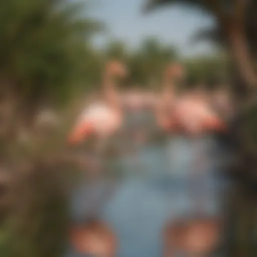 Flamingos wading in shallow waters of Ras Al Khor