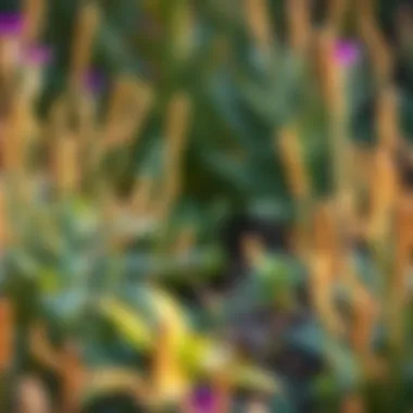 Native Plants Thriving in the Garden Ecosystem Close-up of native plants thriving in the garden ecosystem