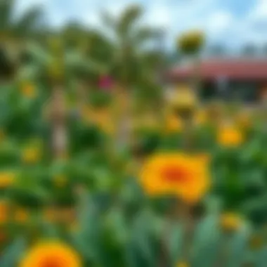 A panoramic view of Sunrise Discovery Gardens with diverse plant species